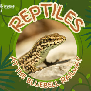 Reptiles at Kingscote