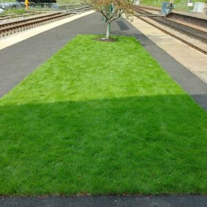 Grass