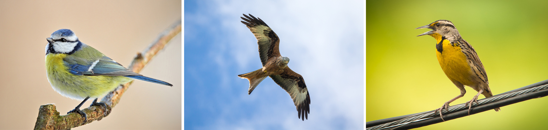 birdsong-rails_img-row3